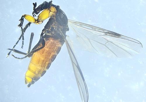 Réf. 340 312 : Dilophus antipedalis